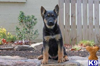 German Shepherd Puppies for Sale